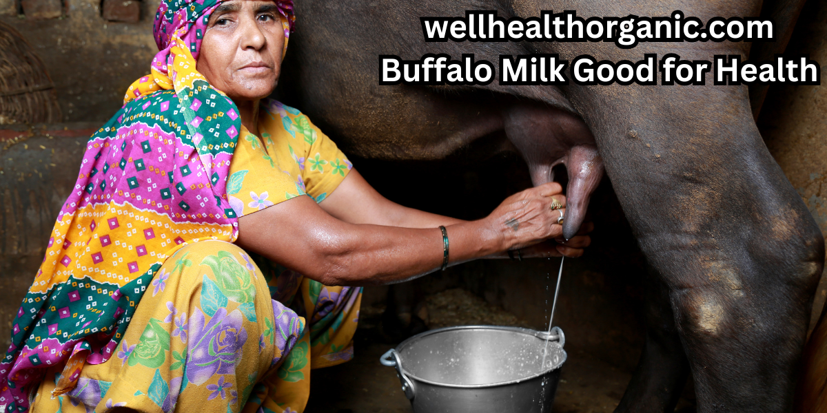 wellhealthorganic.com Buffalo Milk Good for Health